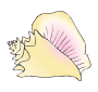 Conch Picture