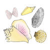 Seashells Picture
