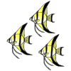 Three Angelfish Picture
