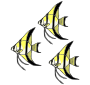 Three Angelfish Picture