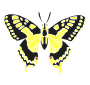 Swallowtail Butterfly Stencil