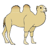 camel. Picture