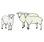 Sheep Picture