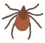 Tick Picture