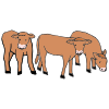cows Picture
