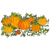 pumpkins+grow+into+a+pumpkin+patch Picture