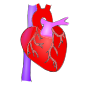 Human Heart Picture