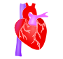Human Heart Stencil