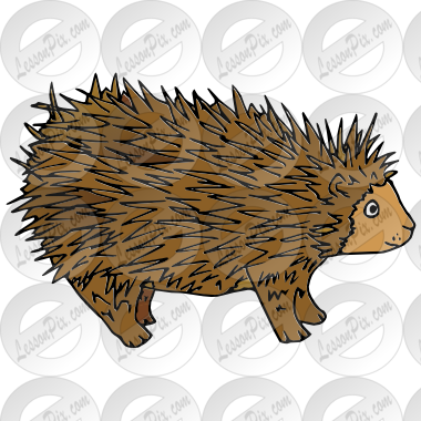 Porcupine Picture