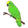 Green+Parrot Picture