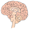 Brain Picture