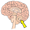 Cerebellum Picture