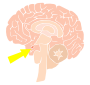 Pituitary Gland Stencil