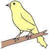 Canary Picture