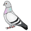 Pigeon++Palomas Picture