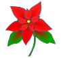 Poinsettia Picture