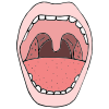 Tongue+is+Up_Back+_+Touching+Top+Back+Molars Picture
