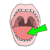 Tongue+backward Picture