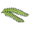 fern Picture