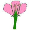Parts of a Flower Picture