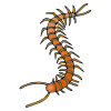 Centipede Picture