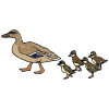 Duck+_+ducklings Picture