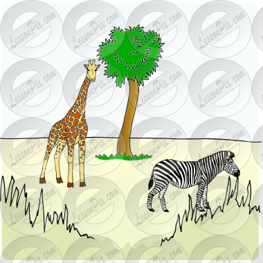 giraffe & zebra Picture